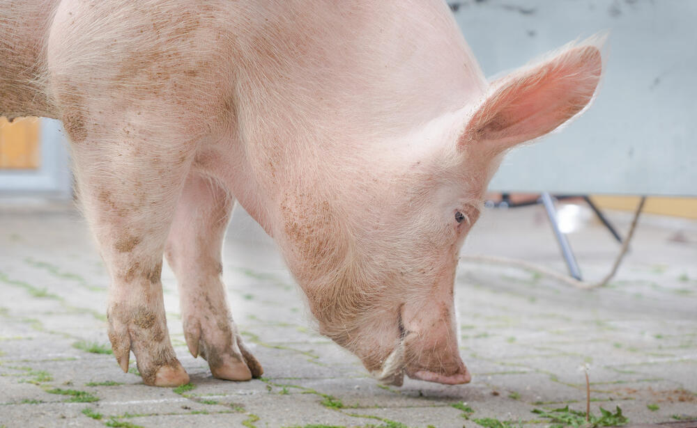 Ferkel